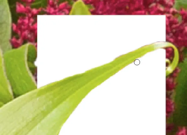 Composição Floral Tipográfica | Tutoriais Photoshop